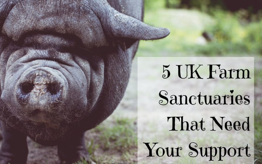 Five UK Farm Sanctuaries That Need Your Support